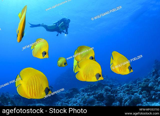 School of Yellow Butterflyfish, Chaetodon semilarvatus, Marsa Alam, Red Sea, Egypt