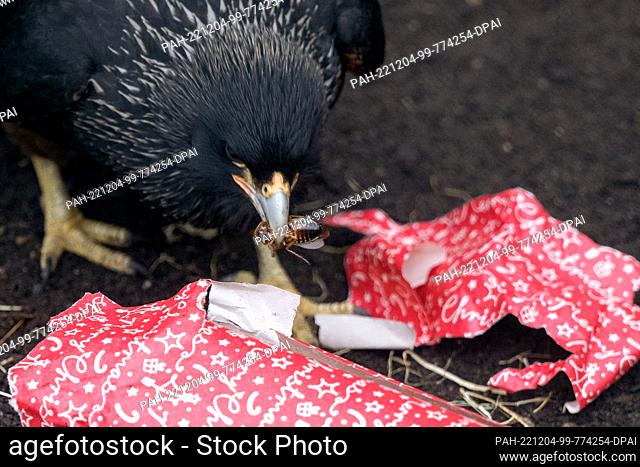 04 December 2022, Hessen, Frankfurt/Main: A Falkland's caracara unwraps a gift in its enclosure at Frankfurt Zoo. The package contains insects
