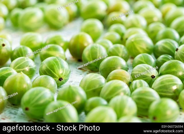 Close View Of Ripe Fresh Gooseberry Berry Small Fruit, Ribes Uva-Crispa Or Ribes Grossularia On The White Tablecloth