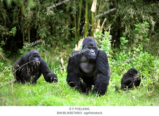 mountain gorilla Gorilla gorilla beringei, family, Rwanda, Virunga Volcanoes Mountains, Volcano National Park