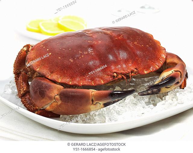 Edible Crab, cancer pagurus, crustacean in a Plate with Ice against White Background