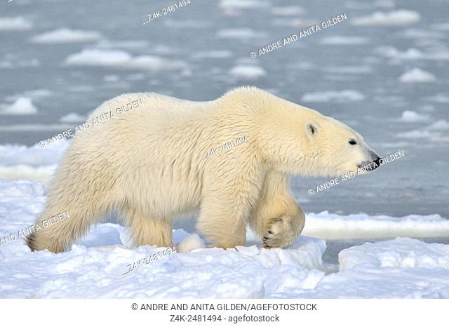 Polar bear (Ursus maritimus) walking in snow on ice floe, Churchill, Hudson bay, Manitoba, Canada