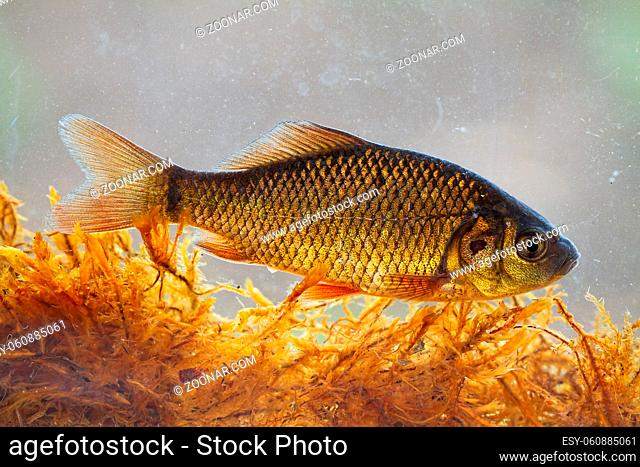 Alive young crucian carp, carassius carassius, diving in river water under surface. Fish swimming above vegetation from profile