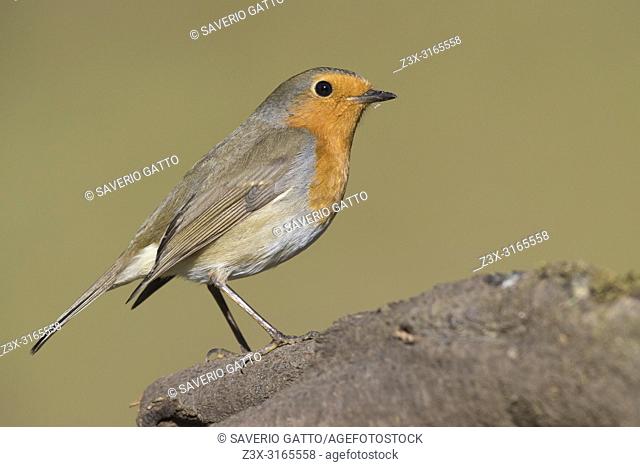 European Robin (Erithacus rubecula), adult standing on a branch
