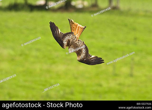 Red Kite (Milvus milvus) adult, in flight, diving, Gigrin farm, Powys, Wales, United Kingdom, Europe