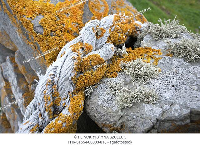 Orange Sea Lichen Caloplaca marina and Sea Ivory Lichen Ramalina siliquosa growing on rope and drystone wall, Fair Isle, Shetland Islands, Scotland, june