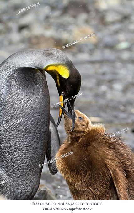 A rare adult melanistic excess of melanin creating black feathers where white normally would be king penguin Aptenodytes patagonicus feeding its 'okum boy'...