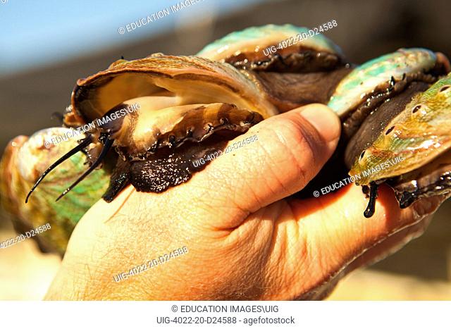 market size abalone are inspected, Cultured Abalone, Goleta, California