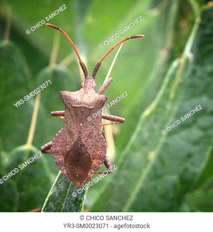 A brown bug perches on a green plant in Prado del Rey, Sierra de Cadiz, Andalusia, Spain