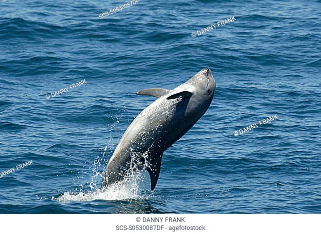 Risso's dolphin Grampus griseus calf, breaching, breach, leaping, leap, Monterey bay national marine sanctuary, California, usa, east pacific ocean