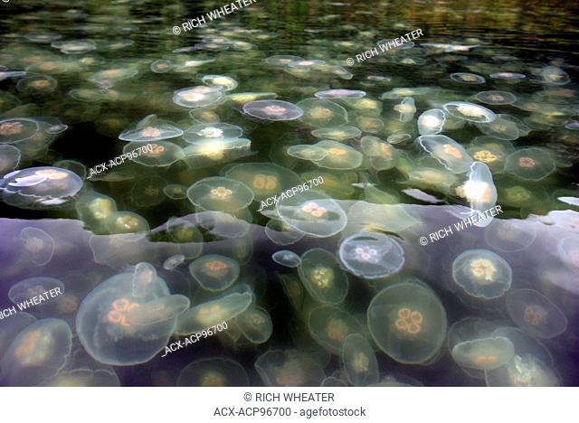 Moon Jellyfish in Sechelt Inlet. Gibsons, Sunshine Coast, British Columbia, Canada
