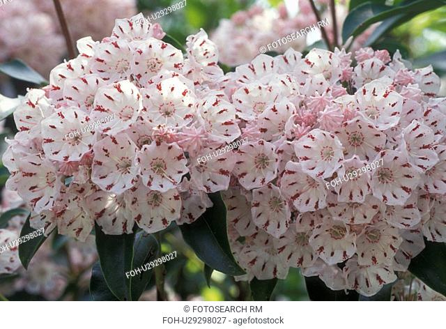 Mountain Laurel, flower, spring, GA, Georgia, A cluster of white flowers with red stripes called mountain laurel in bloom in the spring in North Georgia