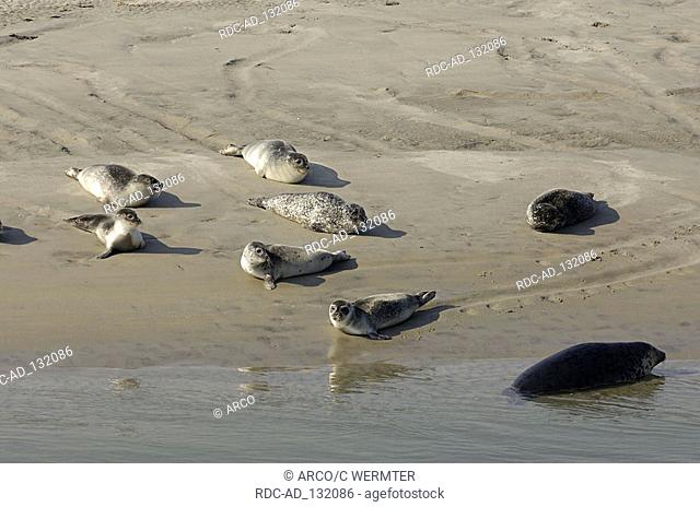 Harbour Seals and Grey Seals on sandbank Ameland Frisia Netherlands Phoca vitulina Halichoerus grypus