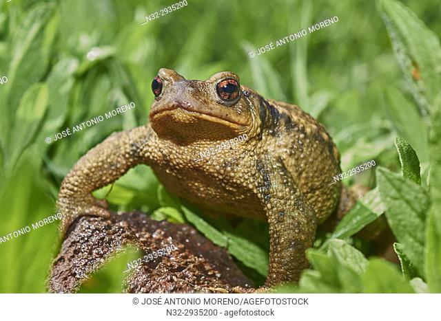 Sapo Comun, Common toad, Bufo bufo, Benalmadena, Malaga, Andalusia, Spain