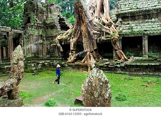 CAMBODIA, SIEM REAP, ANGKOR AREA, PREAH KAHN TEMPLE, FIG TREES GROWING OUT OF RUINS