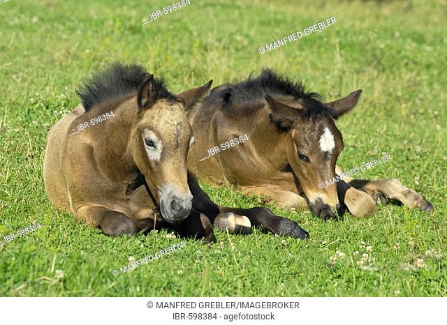 Two Connemara pony foals lying on a meadow in the morning