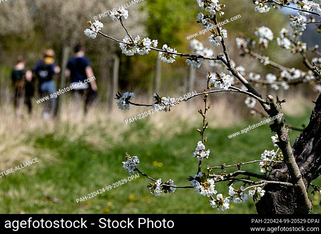 18 April 2022, Hessen, Witzenhausen: A cherry tree blossoms on a plantation. Every year, from mid-April to early May, the landscape around Witzenhausen is...