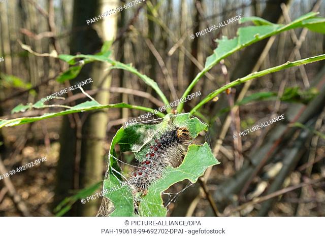 17 June 2019, Saxony, Zwenkau: The caterpillar of the sponge moth (Lymantria dispar) on a leaf of the red oak in a forest at Lake Cospuden south of Leipzig