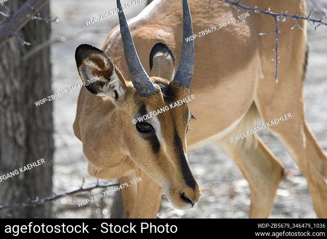 A young male Black faced impala (Aepyceros melampus petersi) in the Ongava Game Reserve, south of the Etosha National Park in northwestern Namibia