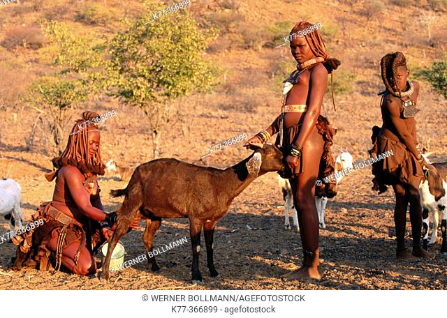 Himba wifes milking goats. Kaokoveld. Namibia