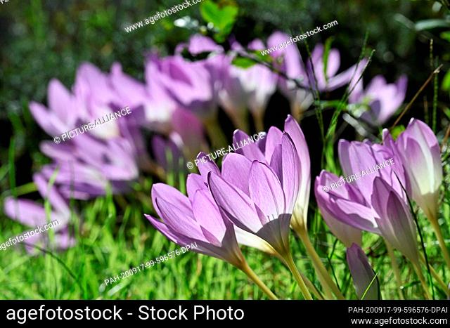 16 September 2020, Brandenburg, Golßen: Autumn crocus blossom near the Kanow Mill Sagritz. The bulbous flower is one of the most poisonous native plants and was...