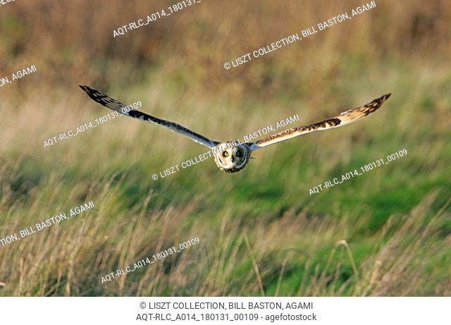 Short-eared Owl flying towards camera, Short-eared Owl, Asio flammeus