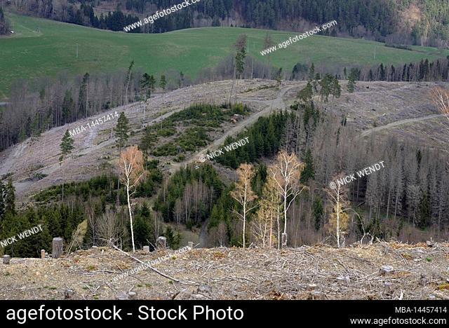 after bark beetle infestation whole mountains are cut down in Thuringian forest