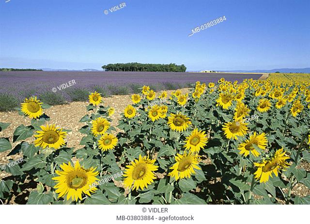 France, Provence, landscape,  Lavender field, Sonnenblumenfeld,   Europe, South France, field landscape, fields, border, Rain, flowers, plants, sunflowers