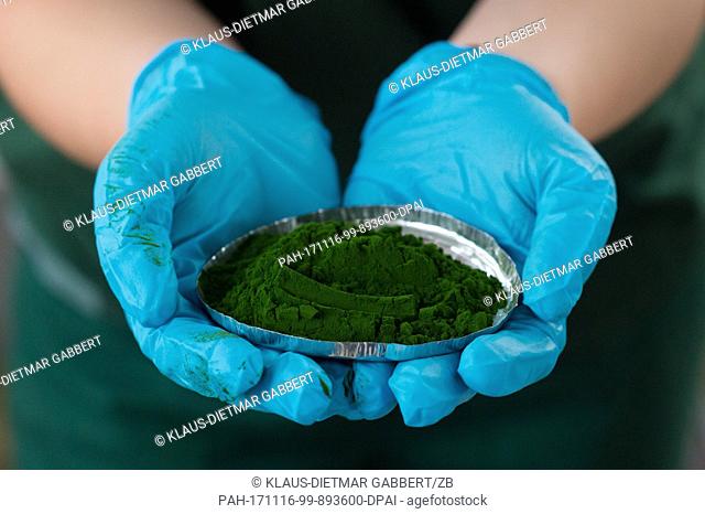 A worker of algae producer Roquette holds a sample of recently dried algae in the hands in Kloetz, Germany, 2 November 2017