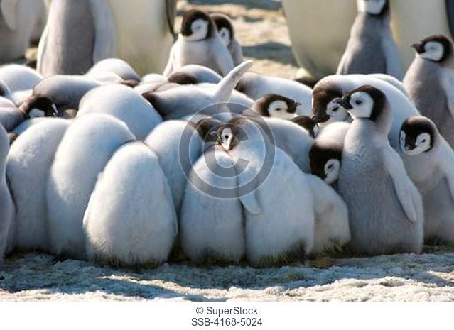 antarctica, weddell sea, snow hill island, emperor penguins aptenodytes forsteri, colony, chicks huddling to keep warm