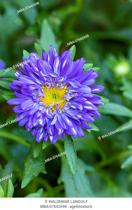 China aster, annual aster