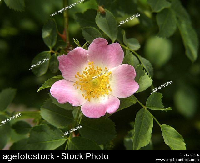 Dog rose (Rosa canina), Dog Rose, Hag Rose