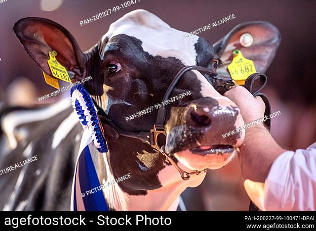 27 February 2020, Lower Saxony, Verden: A cow is shown through the hall at the cattle breeding exhibition ""The show of the best""