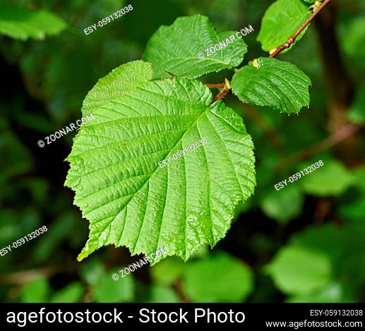 Nussbaumblatt, von der Haselnuss, Corylus avellana. Der Strauch kommt haeufig vor und gehoert zu den Oelgewaechsen und Heilpflanzen