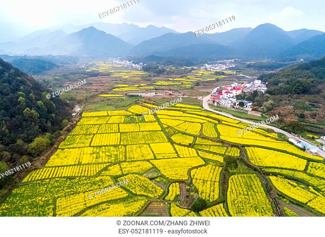 beautiful countryside of China is in spring, rape flowers are in full bloom