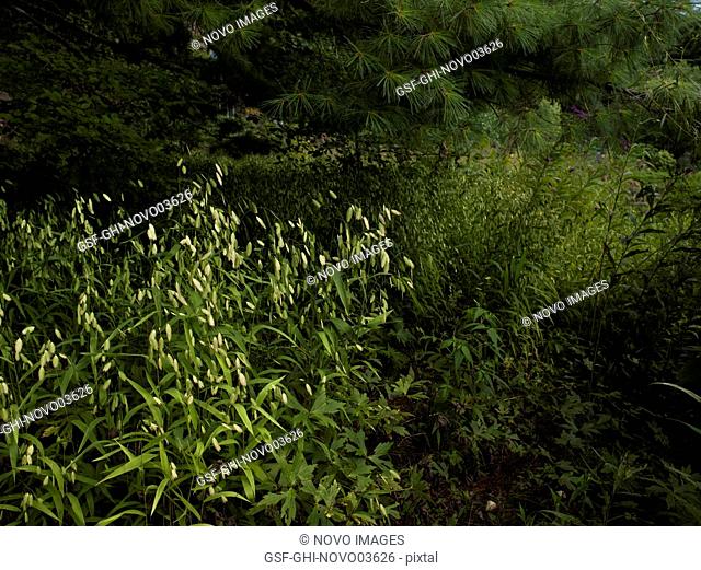 Sunlight Reflecting off Tall Grasses Under Evergreen Tree Branches