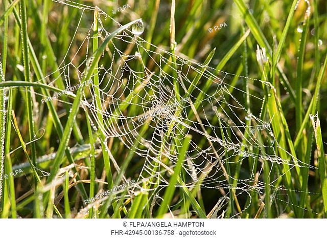 Orb-web Spider, dew covered web in grass, England