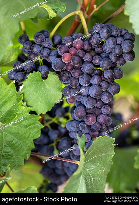 25 August 2023, Saxony-Anhalt, Burgwerben: Grapes of the Blauer-Zweigelt variety are ripening in the vineyard of cooperative member and winemaker Helmut Kühn...