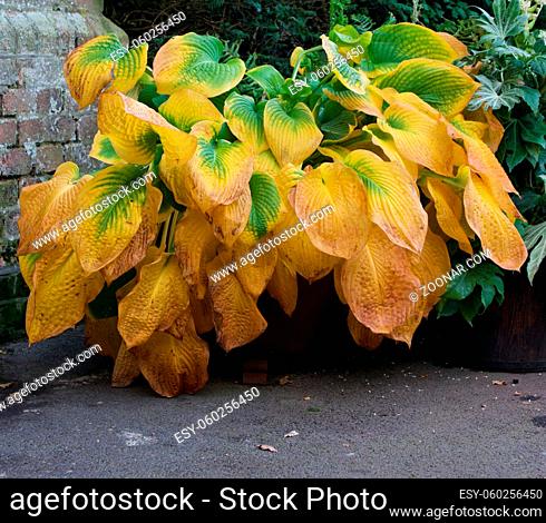 Image of hosta yellowing in autumn with green and yellow leaves. High quality photo