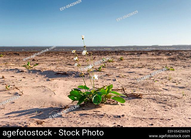 white and yellow flower on the beach in the city of federation province of entre rios argentina