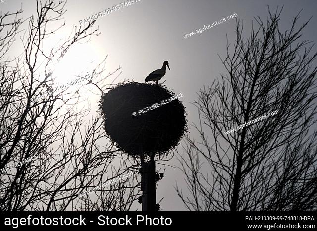 09 March 2021, Saxony-Anhalt, Loburg: A white stork sits on its nest in Loburg, behind which the still low morning sun shines