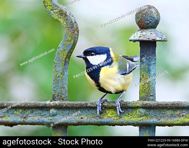 10 April 2022, Berlin: 10.04.2022, Berlin. A great tit (Parus major) sits on an old, rusty garden fence from the Gruender era