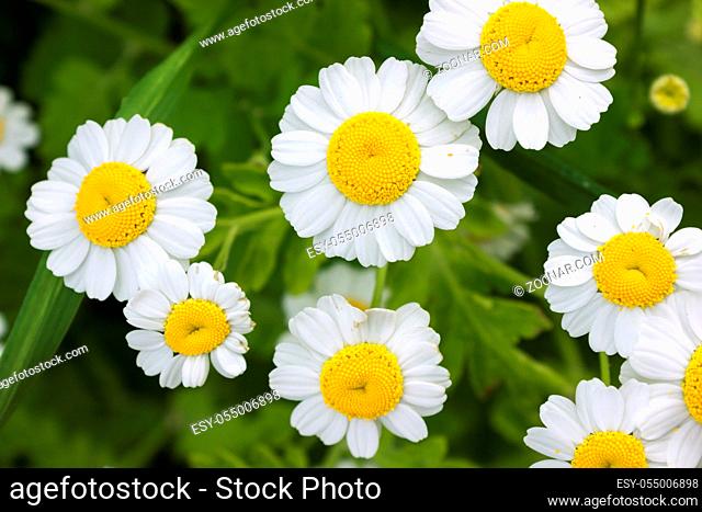 Chrysanthemums with small flowers on flower bed