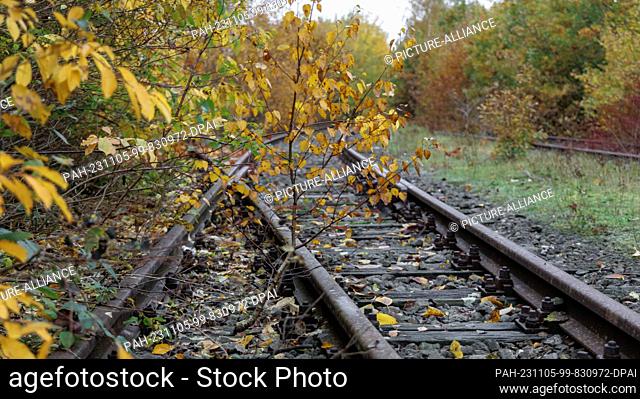 28 October 2023, Schleswig-Holstein, Neumünster: Undergrowth sprawls over the tracks of a disused railroad line Photo: Markus Scholz/dpa/picture alliance/dpa |...