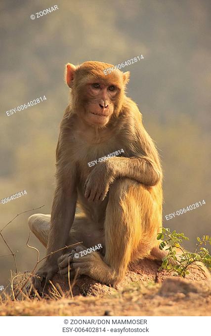 Rhesus Macaque sitting at Tughlaqabad Fort, New De