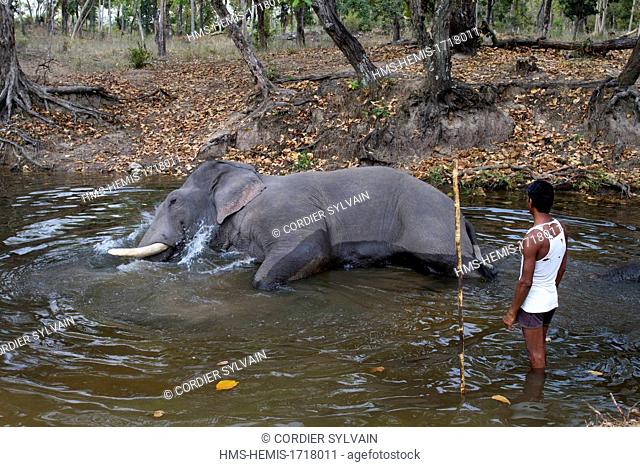 India, Madhya Pradesh state, Bandhavgarh National Park, Asian Elephant (Elephas maximus), bating, toilet by the mahout