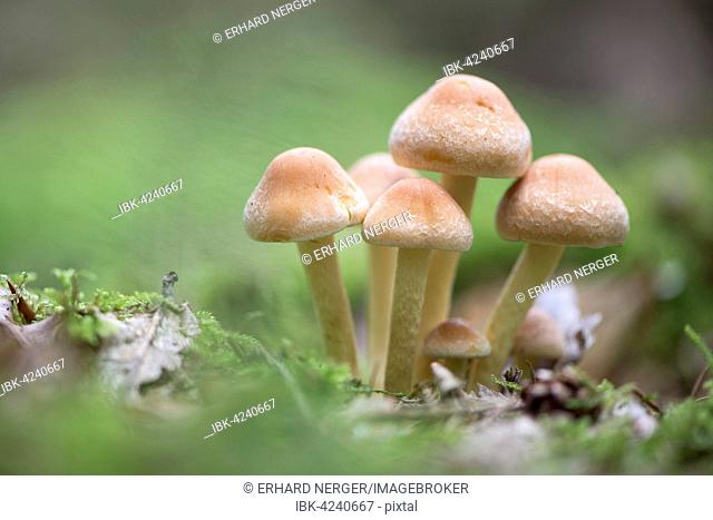 Sulphur tufts (Hypholoma fasciculare), Emsland, Lower Saxony, Germany