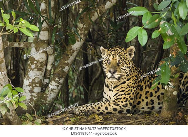Jaguar (Panthera onca), blind in one eye, in the Pantanal region, Mato Grosso, Brazil
