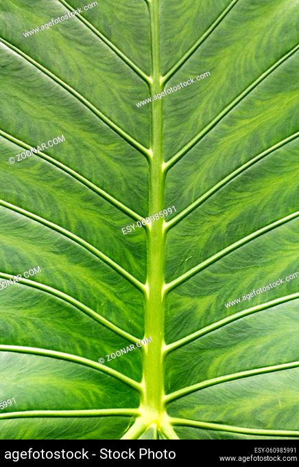 A vertical view of a macro close up view of a beautifully structured green leaf