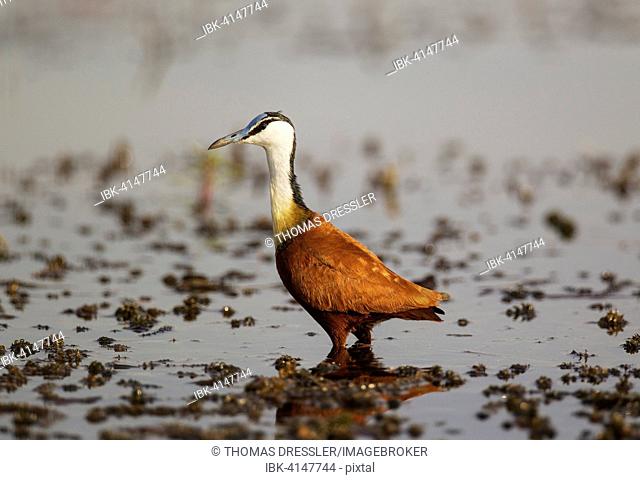 African Jacana (Actophilornis africanus), in the shallow water near the bank of the Chobe River, Chobe National Park, Botswana